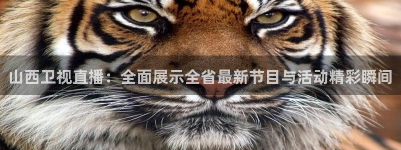 松鼠宝贝体育